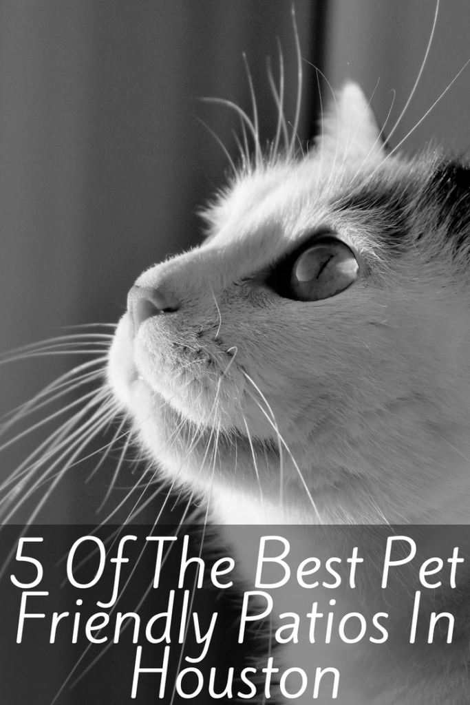 It's Patio Season People 5 Of The Best Pet Friendly Patios In Houston