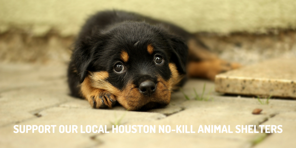 Our local Houston no-kill animal shelters provide a often overlooked service to our neighborhoods and communities where we live, learn, work and play. That why we want to give a few of our local no-shelters a shout out for their outstanding work.