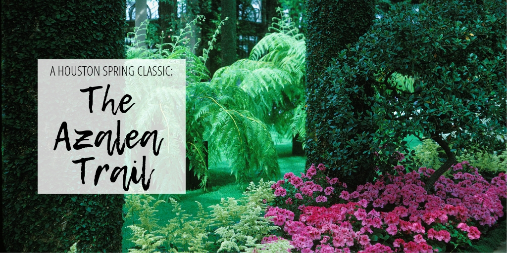 Spring doesn't start in Houston until the Azalea Trail says so! Friday, March 1st-Sunday March 3rd the Azalea Trails open in full bloom. Walk the beautiful trail as the blooms of srping usher in the new season.