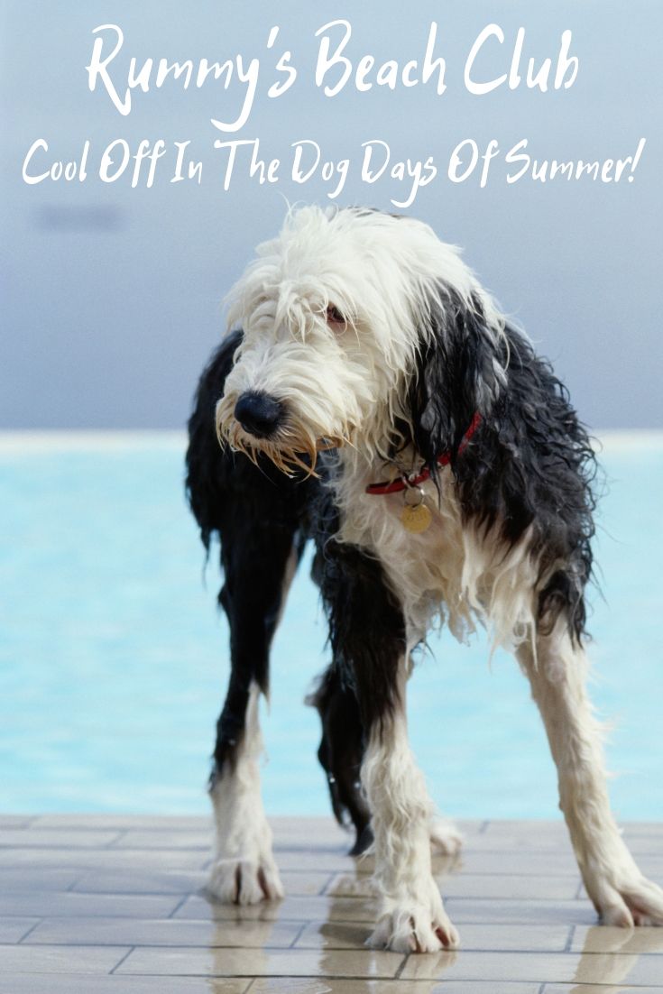 Cool off during the dog days of summer! Houston actually has a swimming club for dogs and humans. It’s called Rummy’s Beach Club!