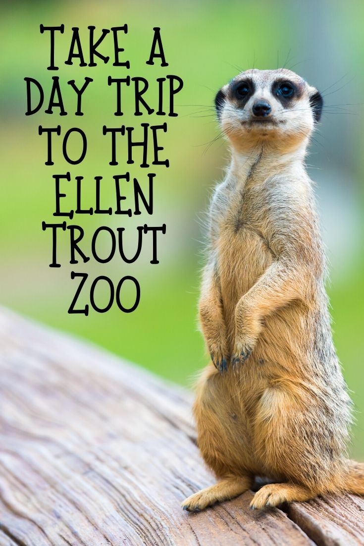 Searching for something new to do while family is visiting for the holidays? Take a day trip to the Ellen Trout Zoo.