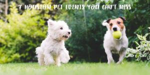 Houston living is awesome. There's something for everyone and today we're focusing on Houston pet events that you won't want to miss out on. These 7 Houston pet events you can't miss will show you just how much we have going on!